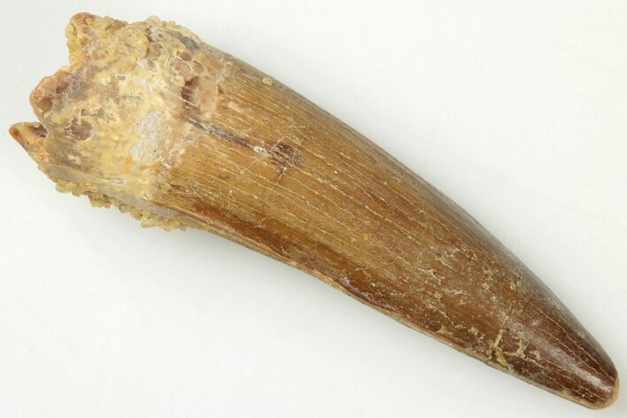 1.5" Spinosaurus Tooth - Real Dinosaur Tooth